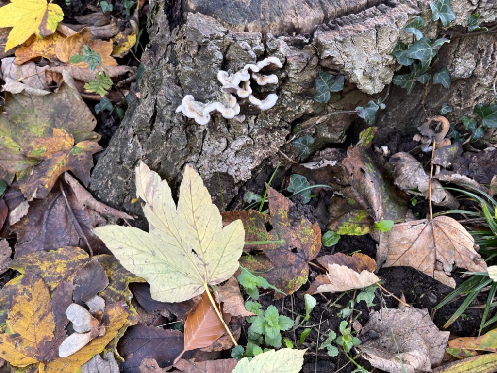 CB7969A3-80A1-4C4C-BECA-AD309A735988_1_105_c